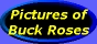 [Pictures of Buck Roses]