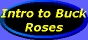 [Introduction to Buck Roses]